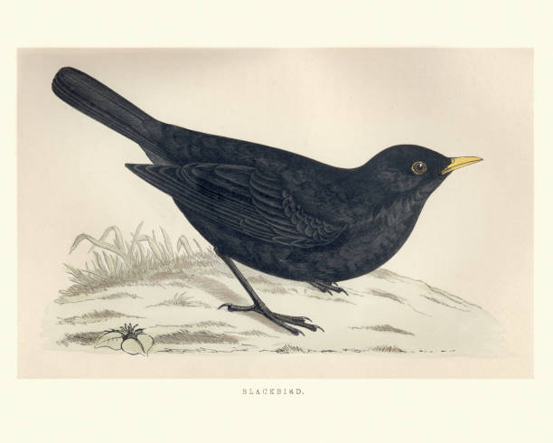 Turdus merula