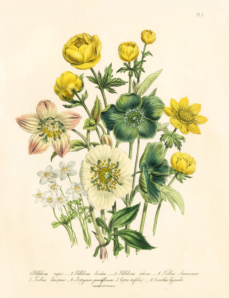 Helleborus lividus